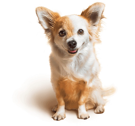 Brand story hero dog